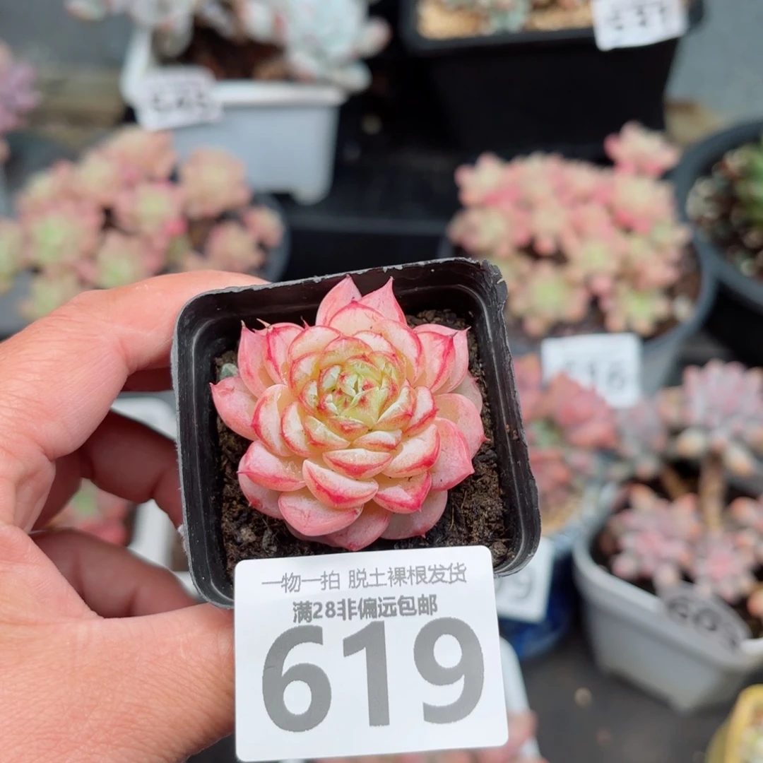 天鹅绒无盆土发货