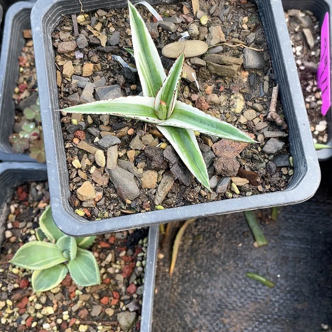 ****无花朵龙舌兰绿色植物