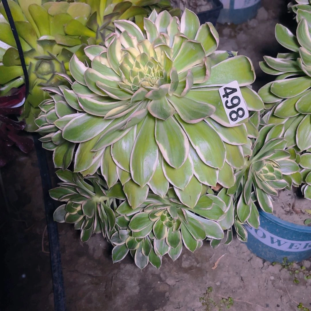 大叶法师13/-14%包邮法师