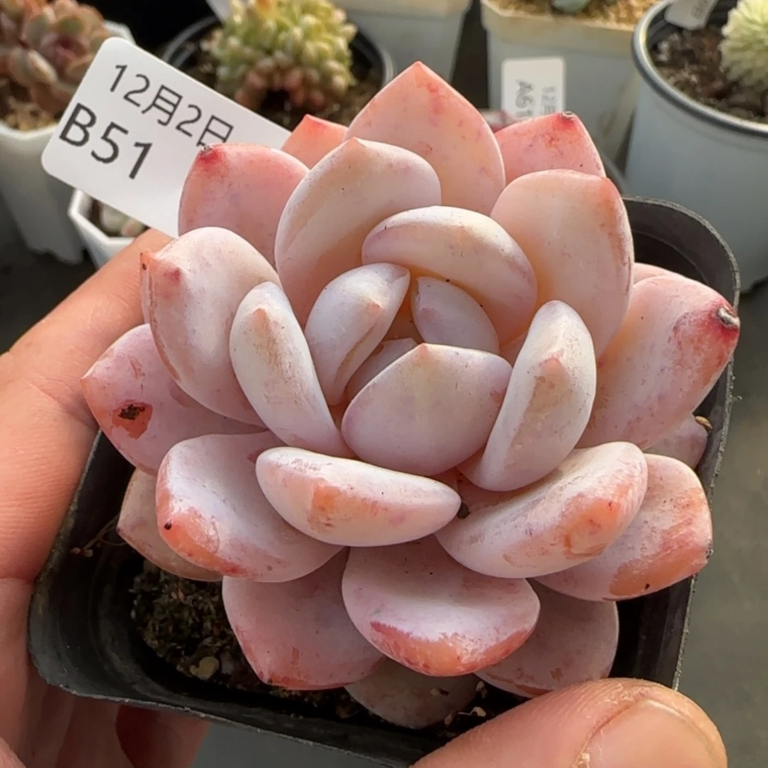 奶盖单头一颗脱土发货