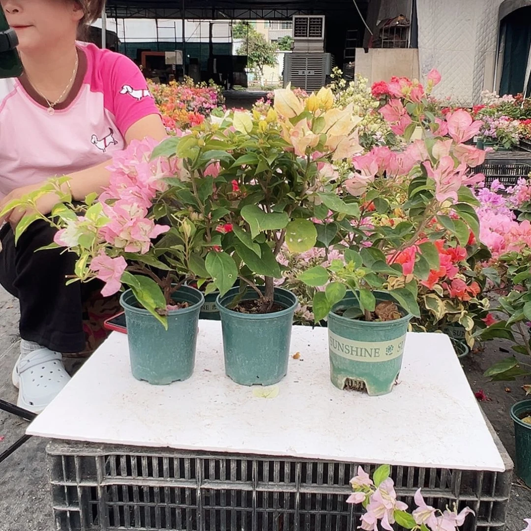 大部分花苞少量开放金心橙白，浅彩虹，五宝组合
