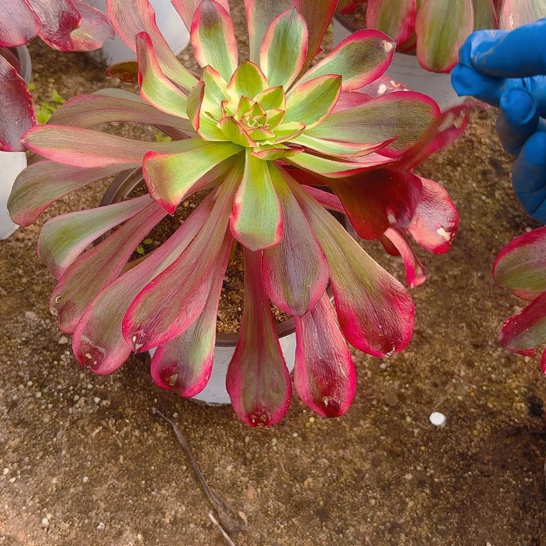 无毒锦多肉植物带崽