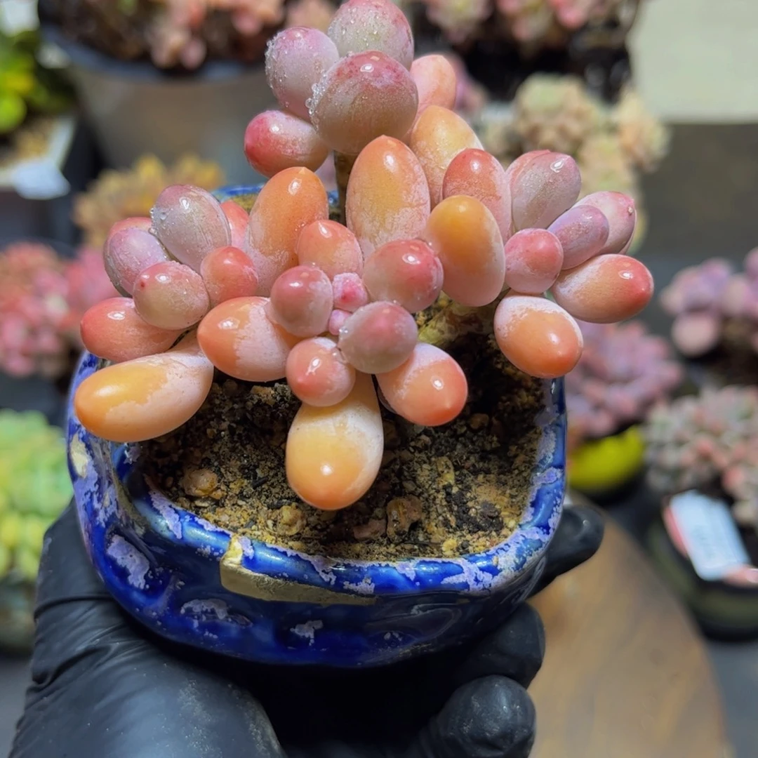 358黄金香水手指奶酪8.5厘米