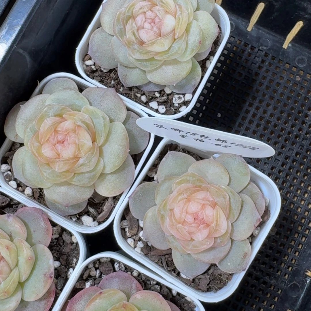 1222-068-猫眼一颗量拍