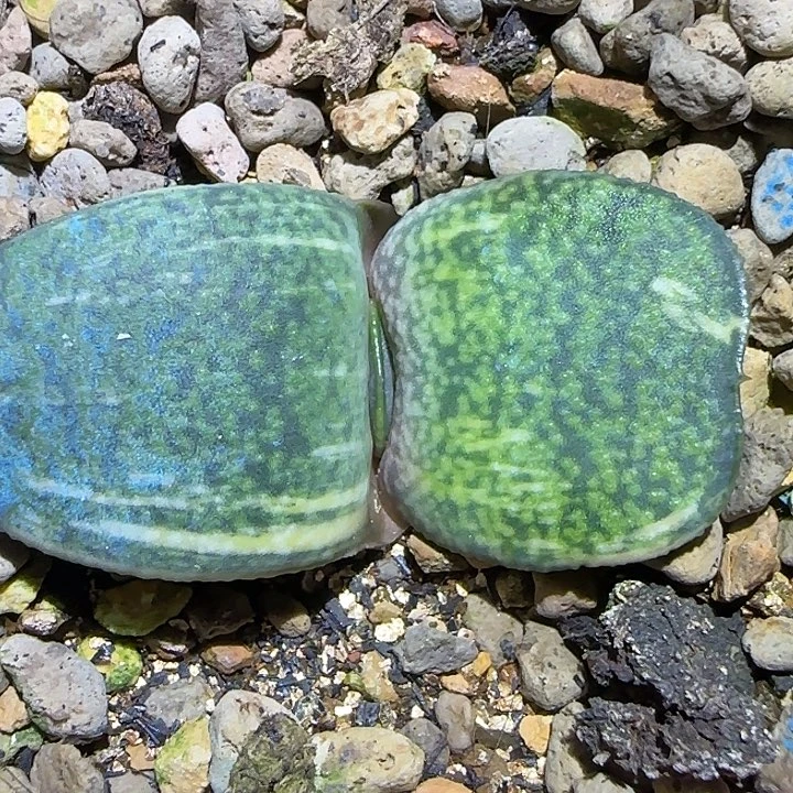 大型霸王龙锦亚成株