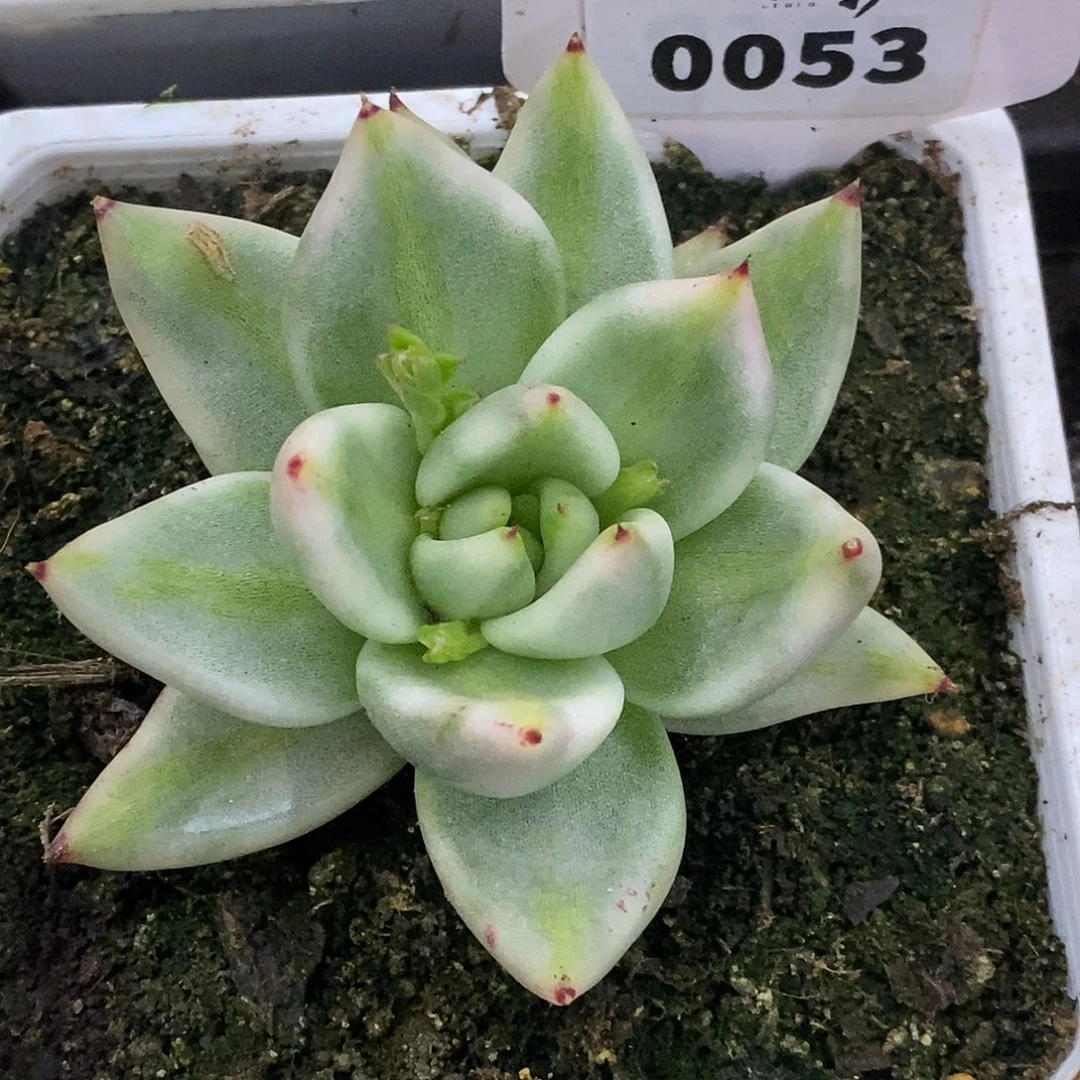 053哈哈哈哈哈哈公里