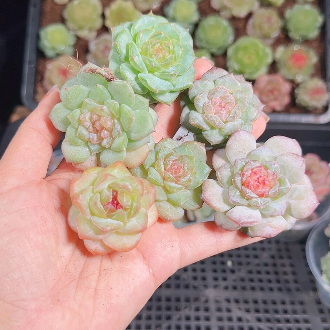 1017---70一物一拍