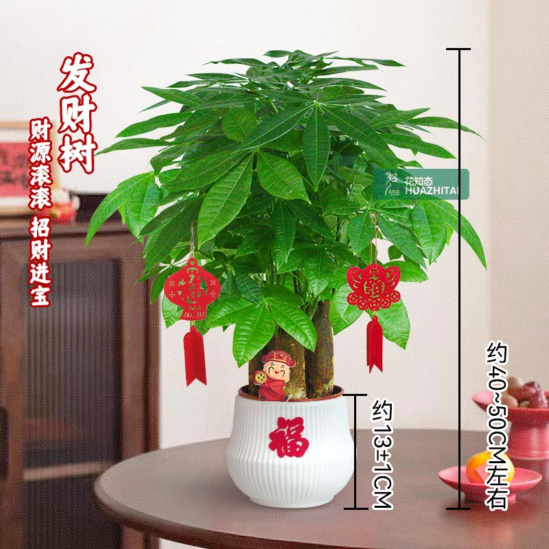 【三杆发财树】耐阴耐旱(40~50CM)花卉好养桌面节日送礼绿植物