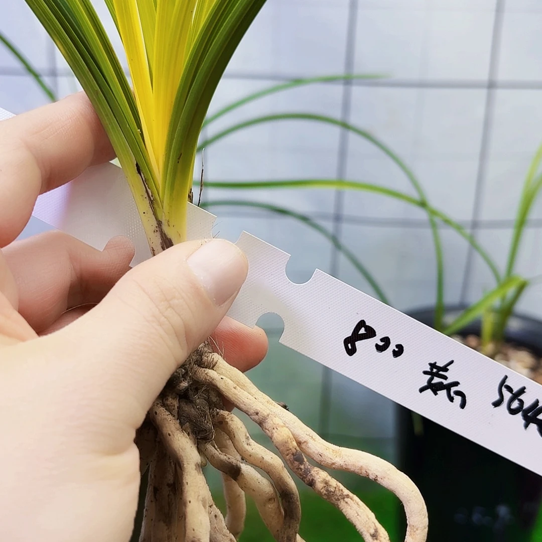 完全开放兰花蕙兰花香绿植