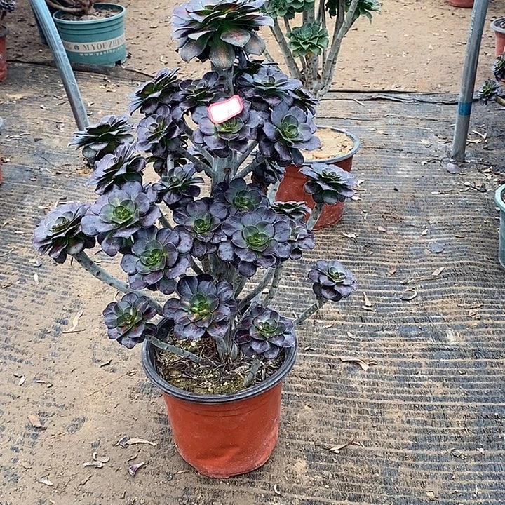 31，晚霞多肉法师多肉法师