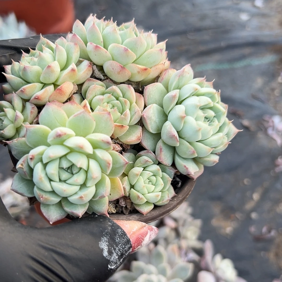 多肉植物多肉植物