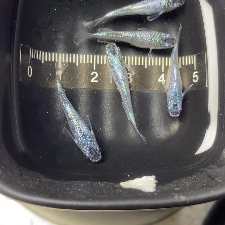青鳉鱼妖精5条，1号，满10包邮可叠单