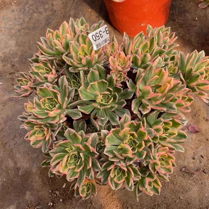 350甜茶多肉123456789