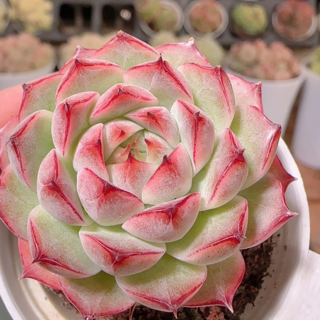 花语逸镜1128-302