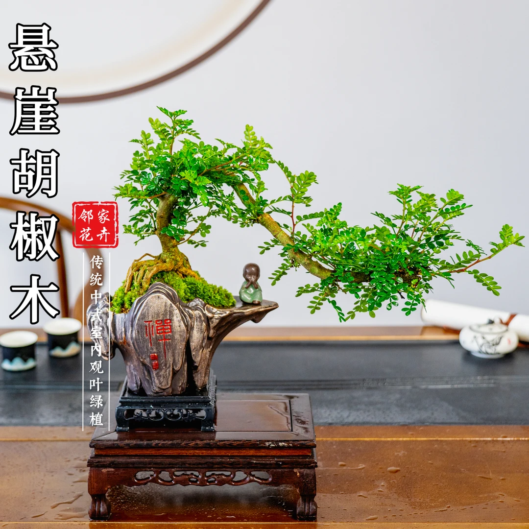 【悬崖清香胡椒木】盆景室内好养盆栽绿植美观茶室客厅阳台
