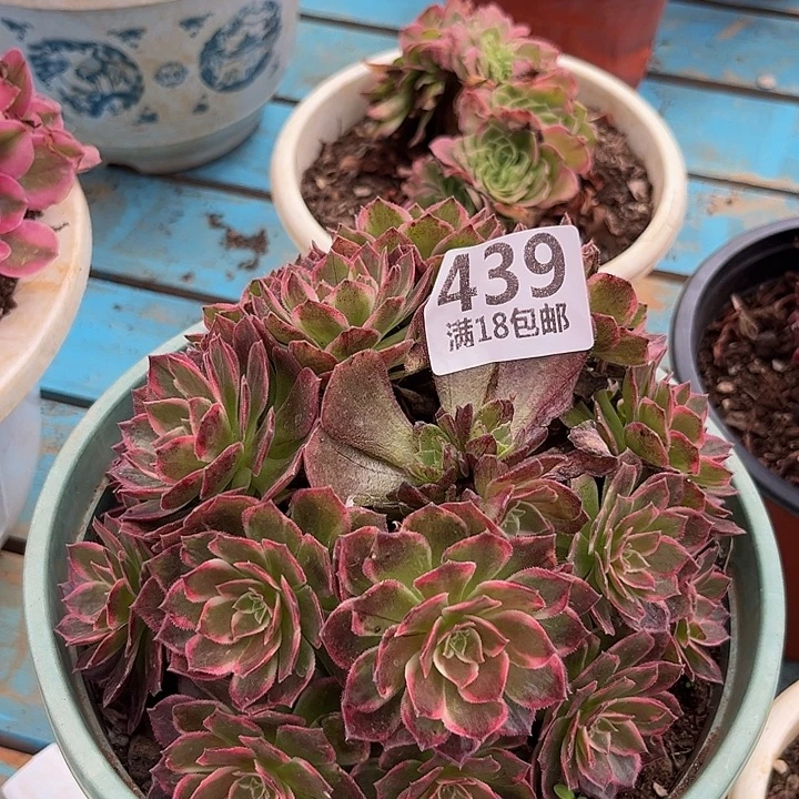 439万花筒多肉发发发