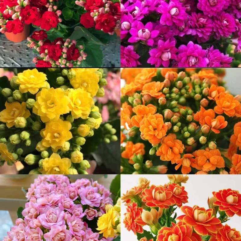 带花苞发货重瓣长寿花金狐狸盆栽带简易盆