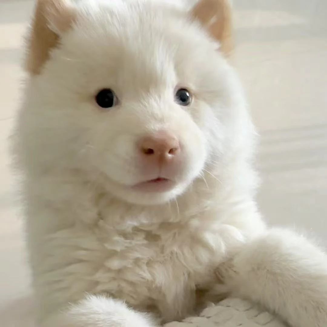 【源源专属】田园犬精选唐狗