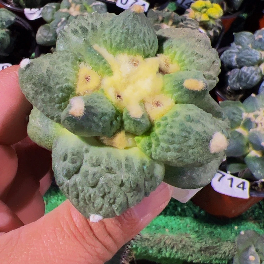 无花朵福利龟甲怒涛牡丹600