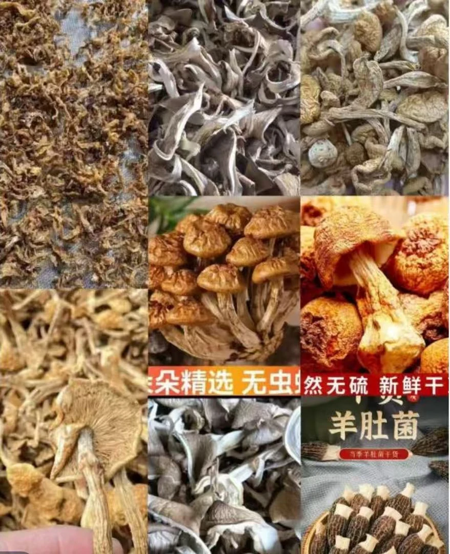 A011备用链接  高端品质  香菇菌子  现收山货