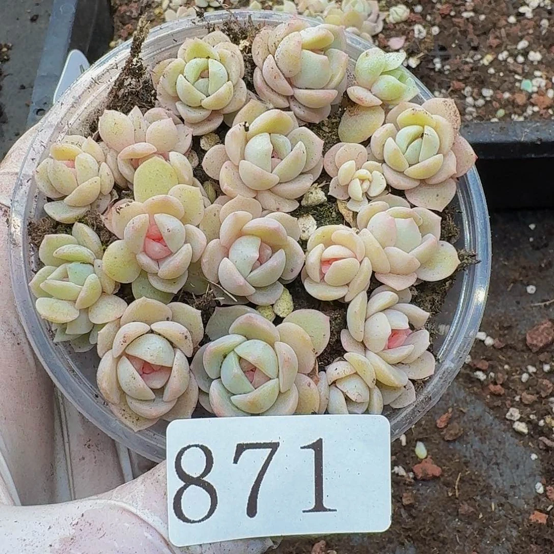 多肉植物多肉植物871