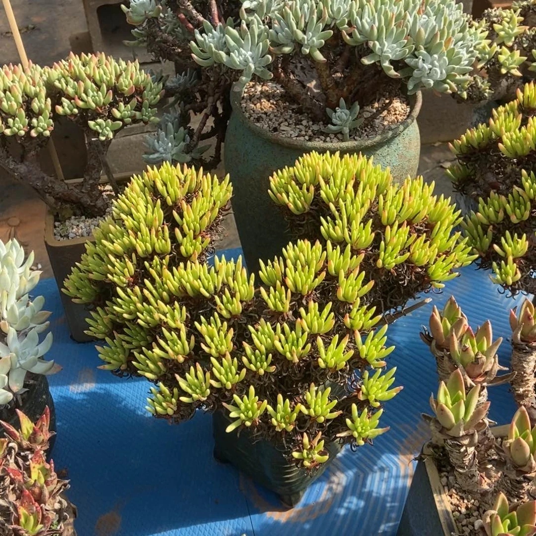 维斯多肉植物啦啦啦