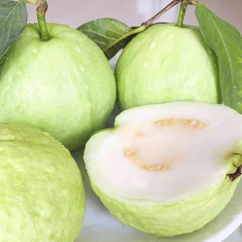 【送酸梅粉】番石榴福建珍珠奶油白心芭乐新鲜当季孕妇水果脆芭乐