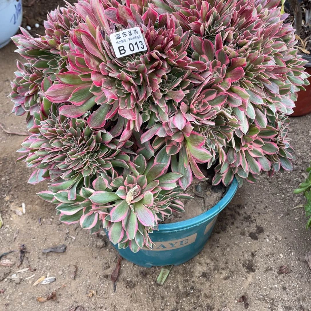 013女神多肉法师断枝不包