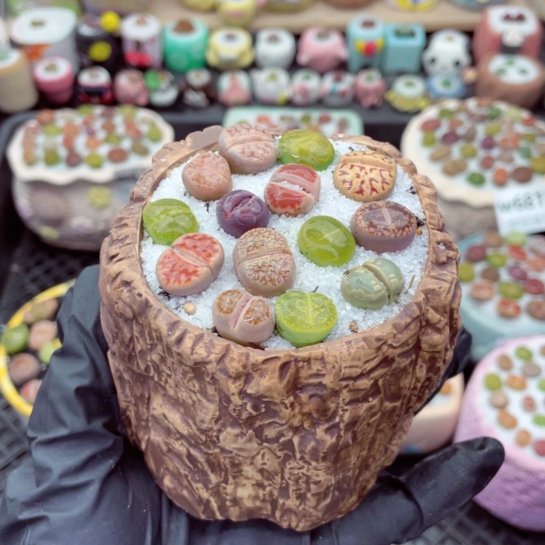 w6818 带盆土发货-零下地区拍保温箱