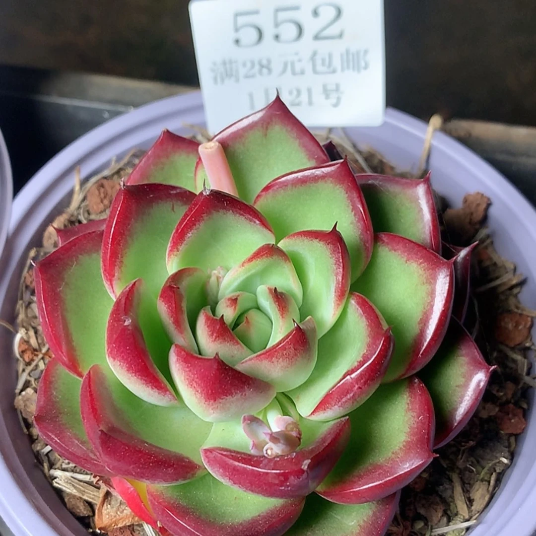 【闪购商品】云552