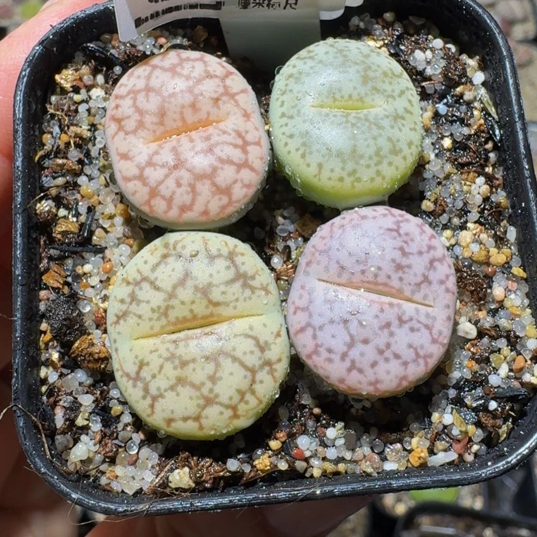 Ssss精品生石花3557