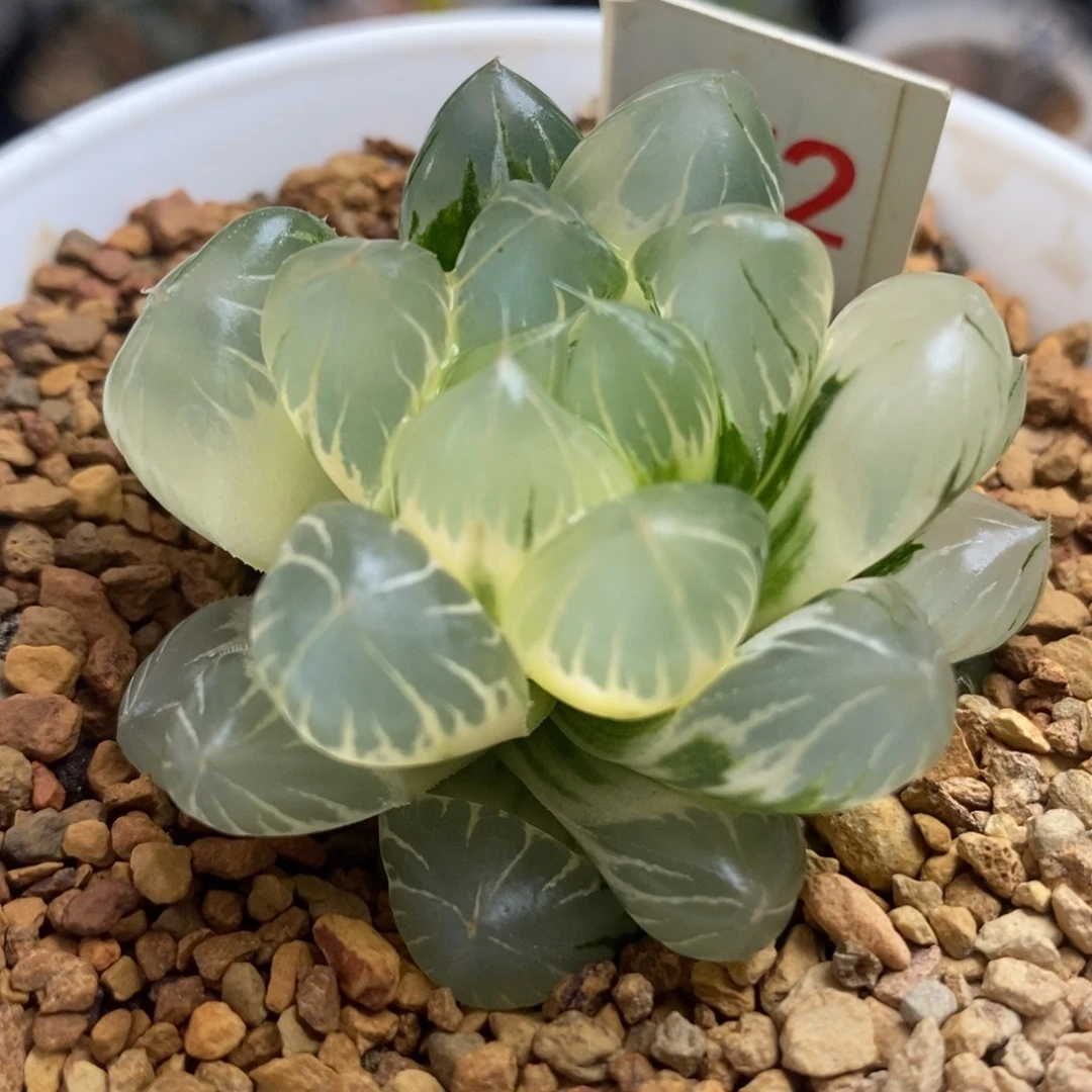 172糊斑水晶×冰川玉露锦