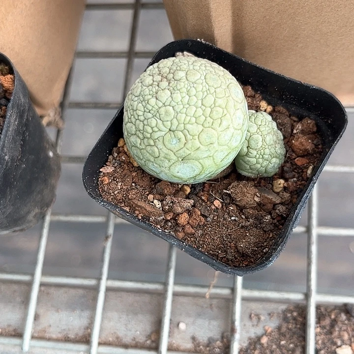 我也不知道我为什么要这样
