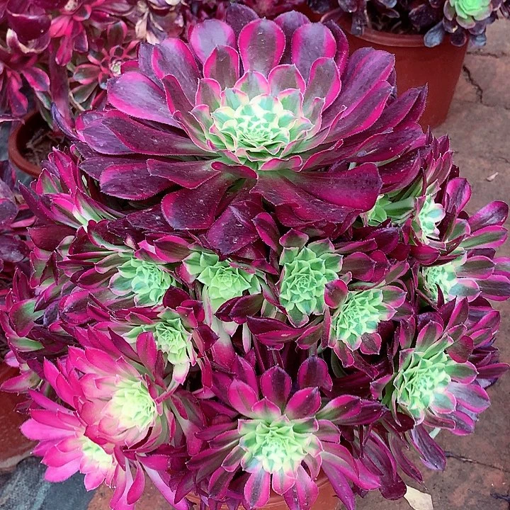 天合捧花，多肉植物
