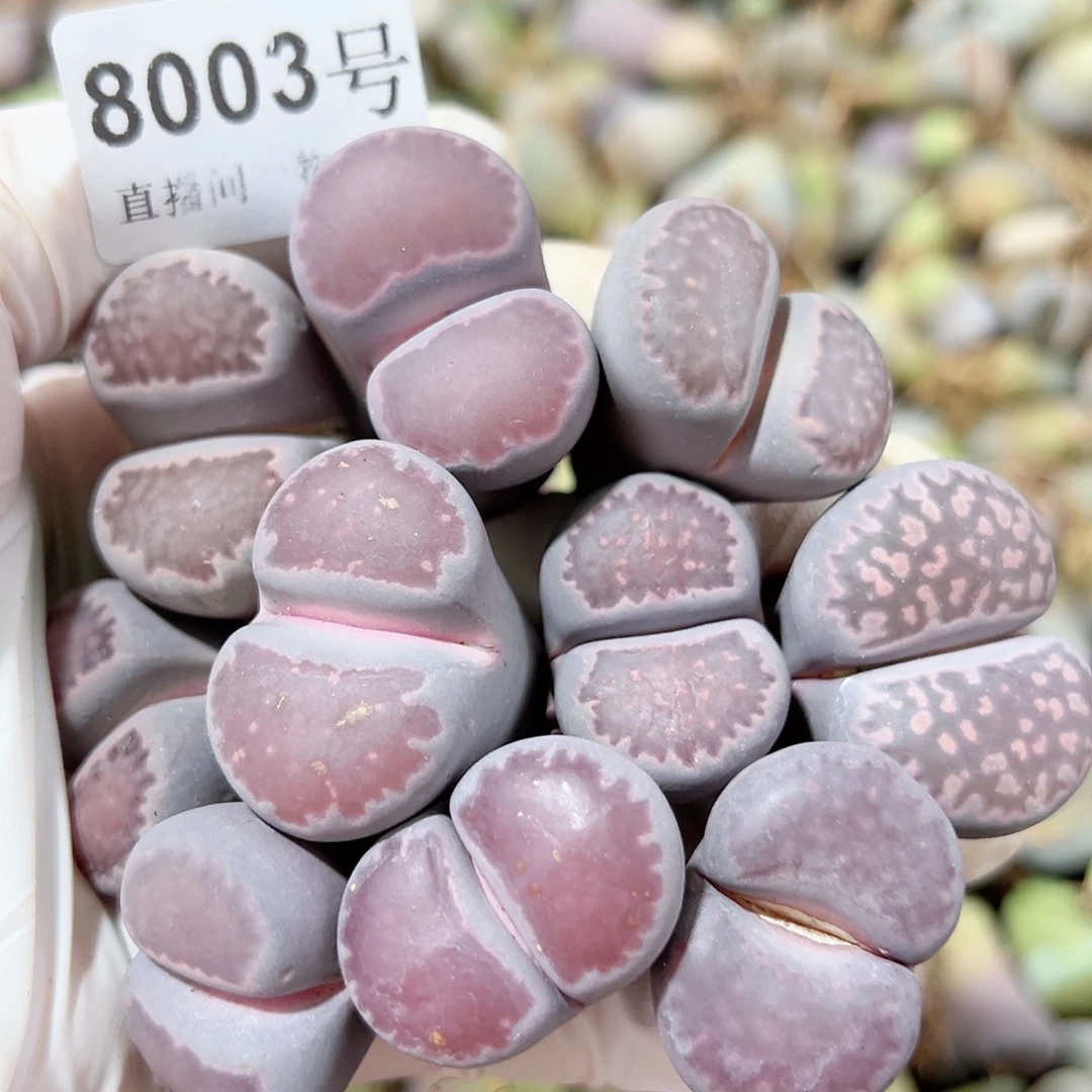 8003 好养易活生石花大母本10个2.5-3cm长腿特价出