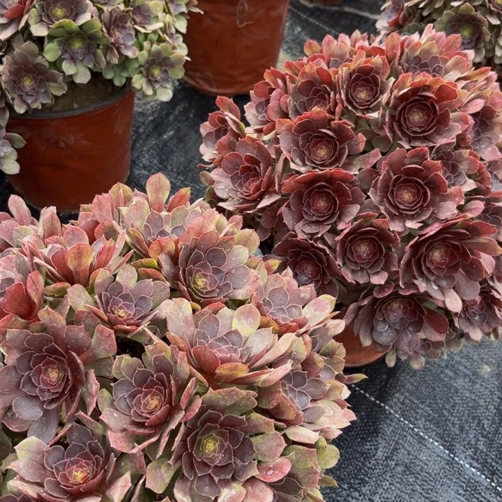 黑魔多肉植物捧花