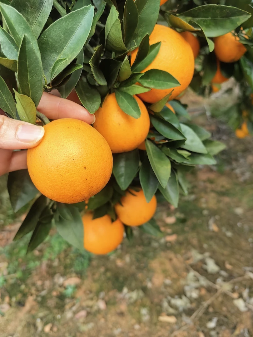 十大名橙之一正宗永兴冰糖橙新鲜水果果园现摘直发皮薄多汁