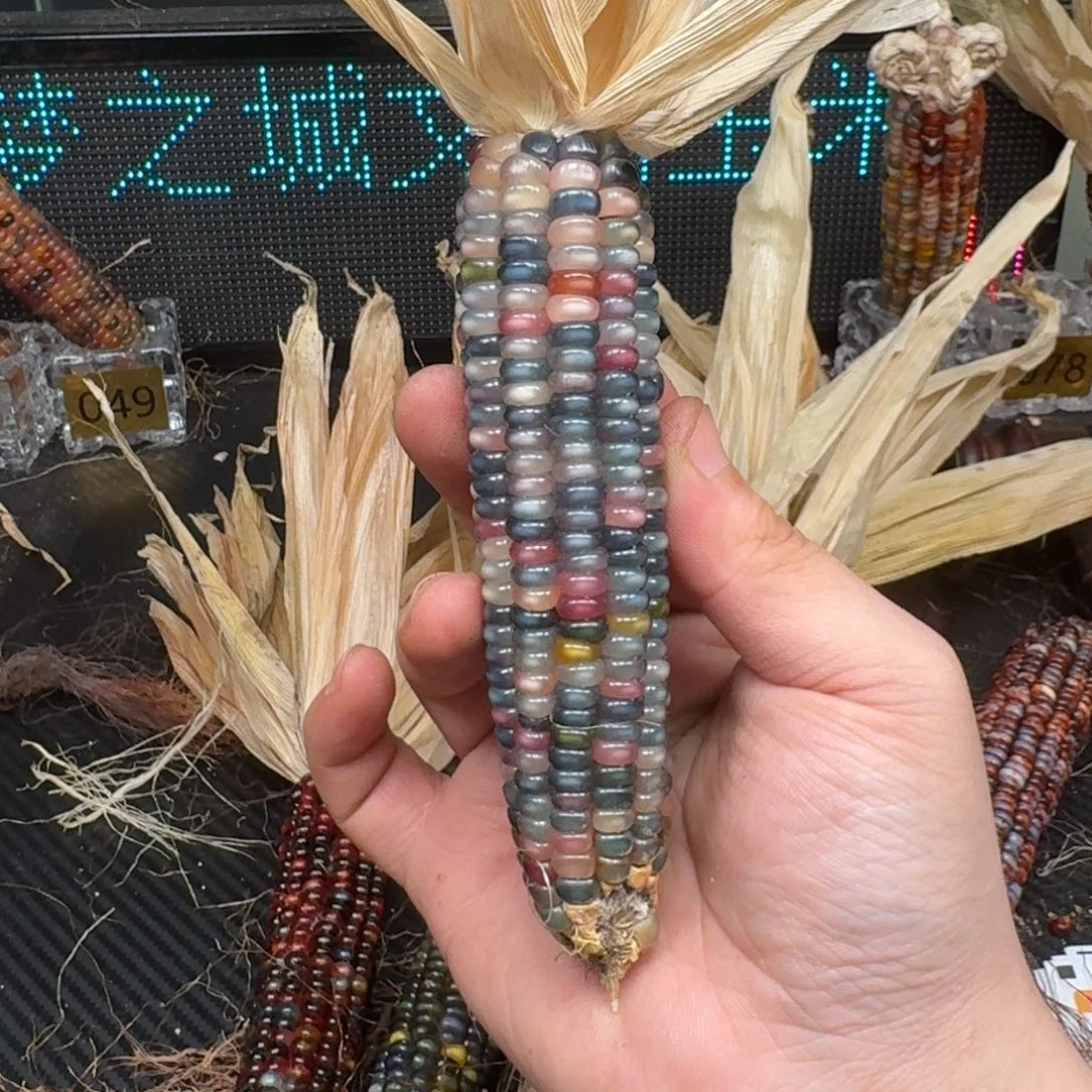 柏香籽/百香籽吊坠念*