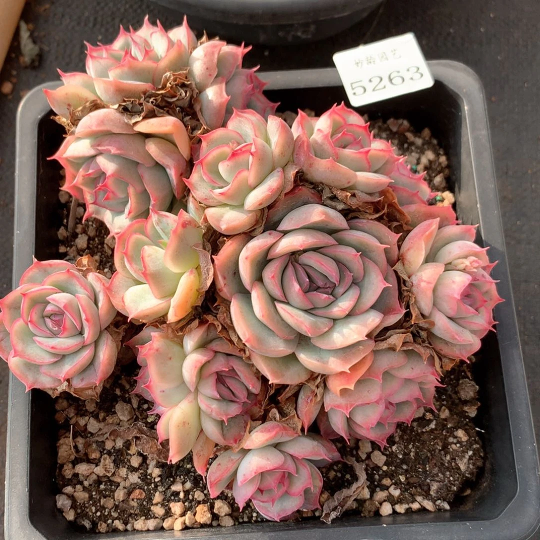 可***头5263瑕疵不售后特价处理