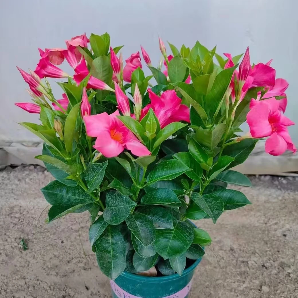 富贵红植物盆栽花卉易爆花花期长多年生庭院阳台耐晒