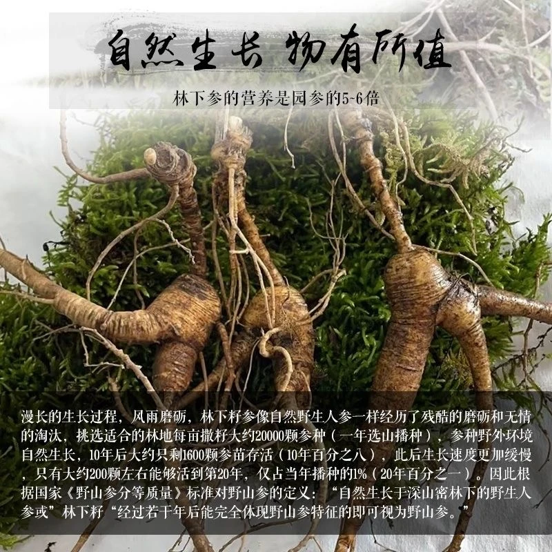 （二店专属）改价林下参长白山林下参新鲜现挖自然生长