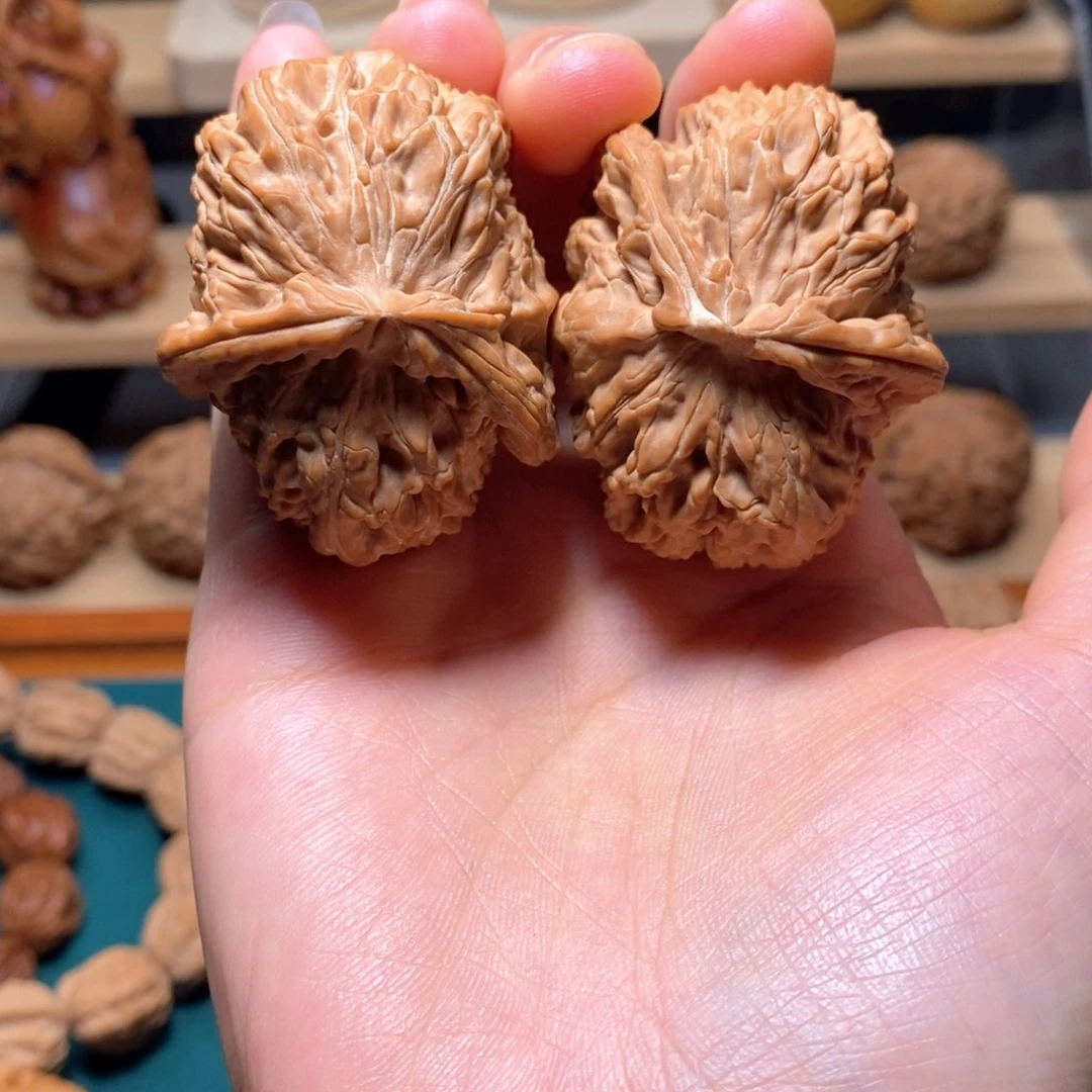 生命之源白狮子异形。发发发发发