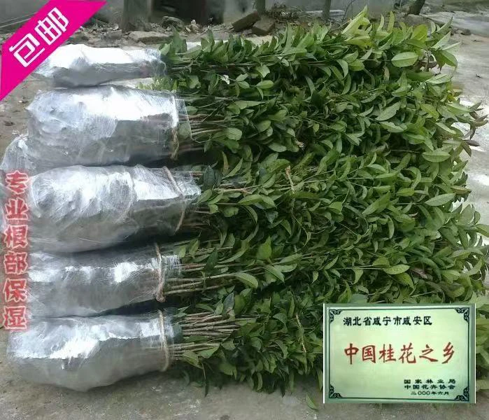 桂花树苗八月金桂丹桂四季桂扦插小苗