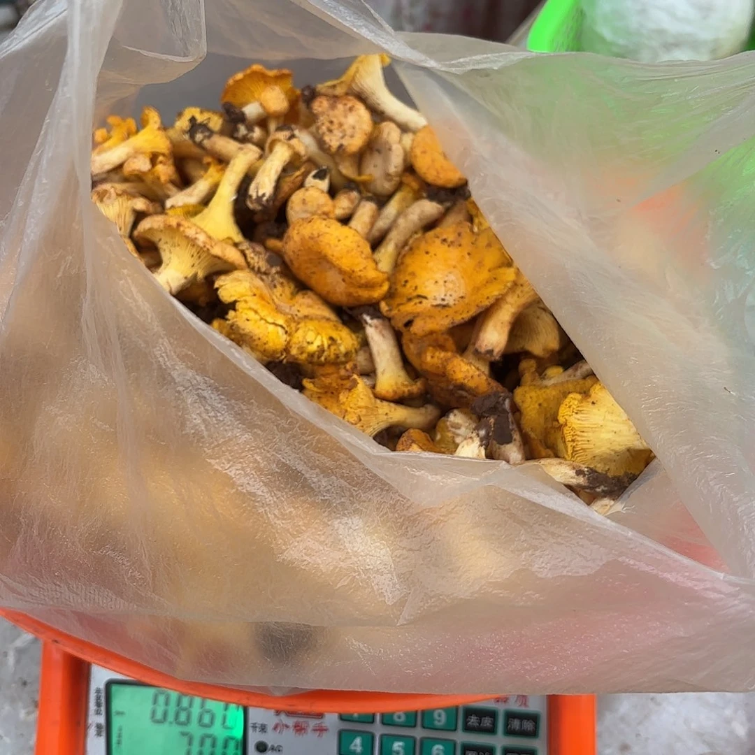 悉***拉云南小表妹野生菌代购中国大陆