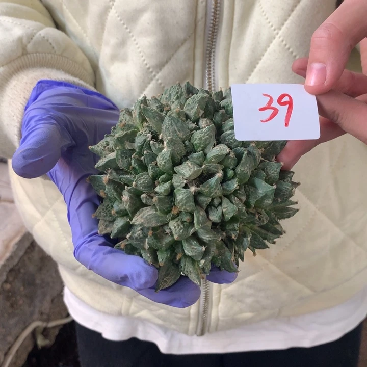 岩牡丹39号。。。。。。。。