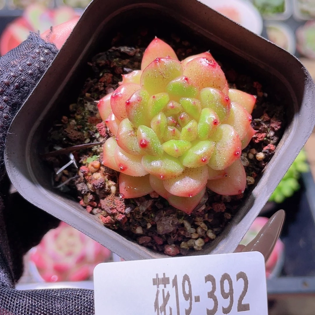花利美19-392灵翠