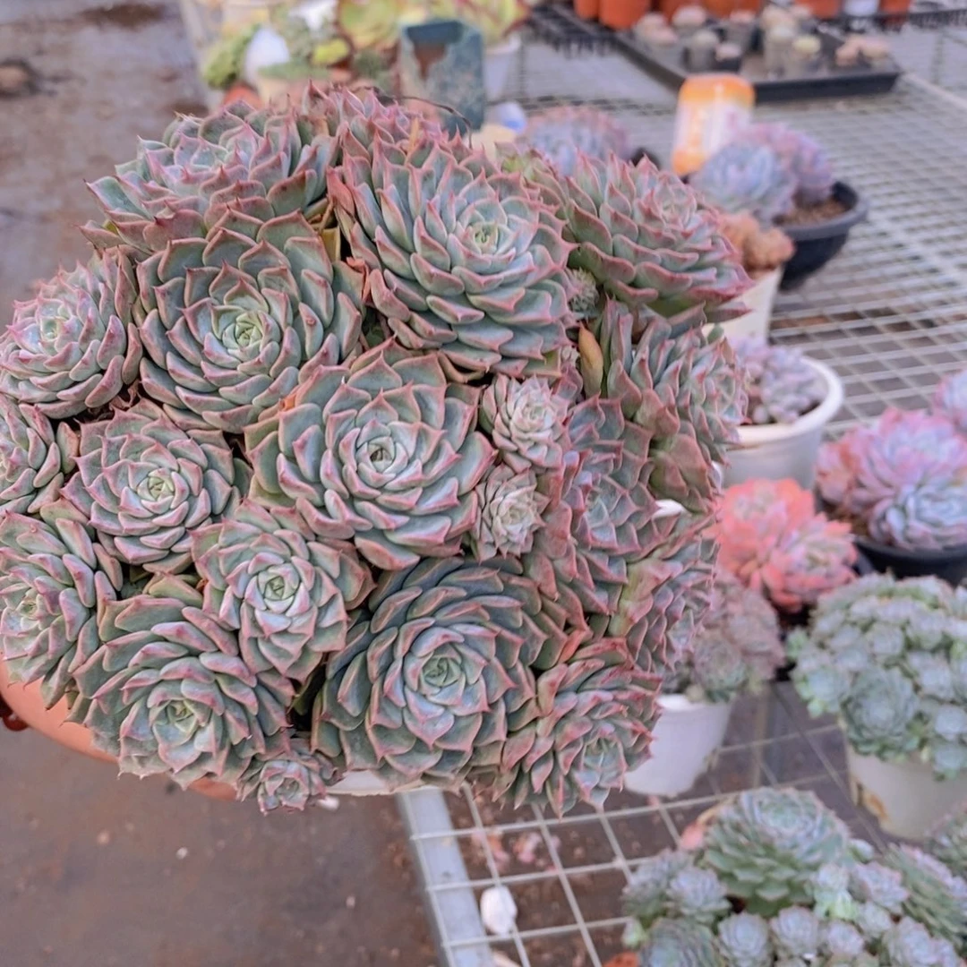 原始海滨格瑞带盆土，160杯