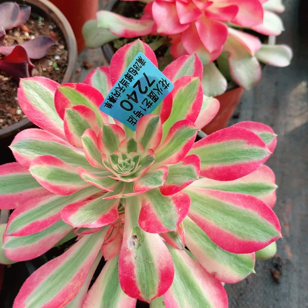 香妃7240多肉植物