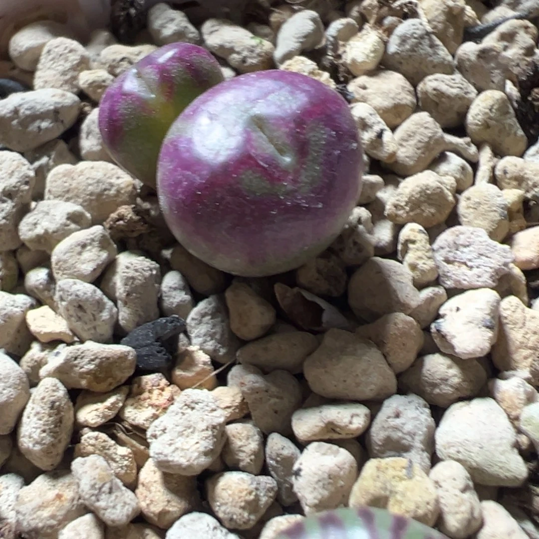 ****n3500后代送奶杂多肉