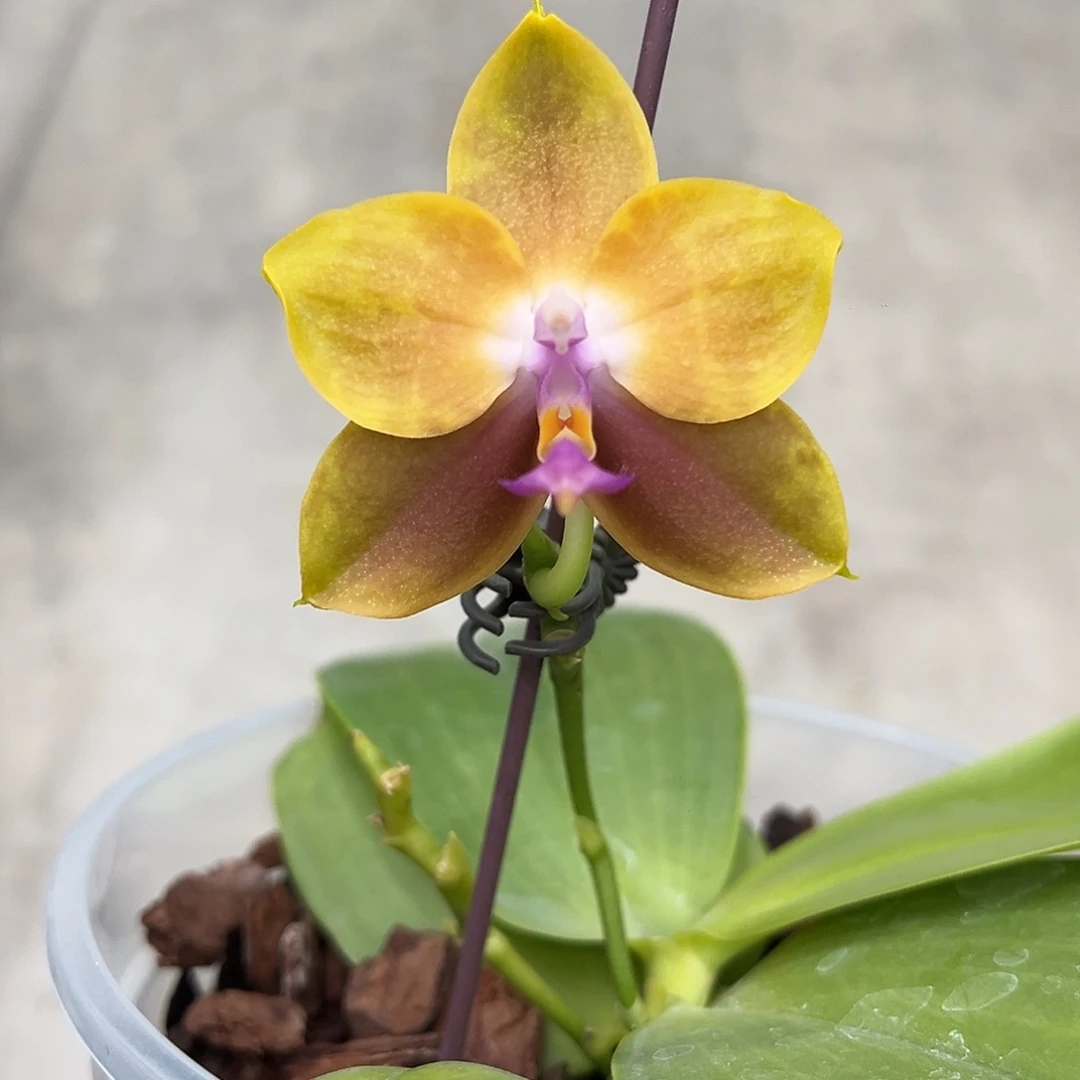 大部分开放少量花苞